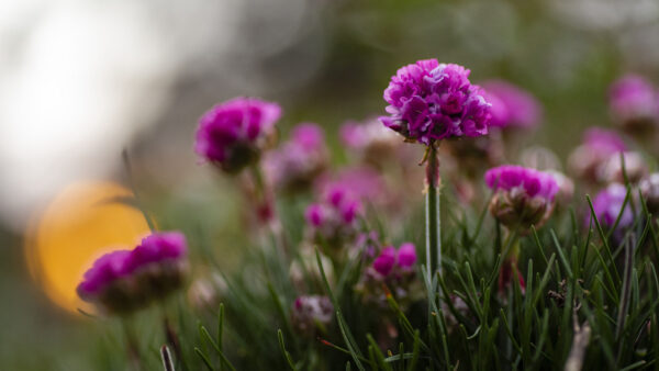 Wallpaper Desktop, Purple, Flowers, Bushes, Plants, Armeria, Background, Dark, Grass, Blur, Mobile