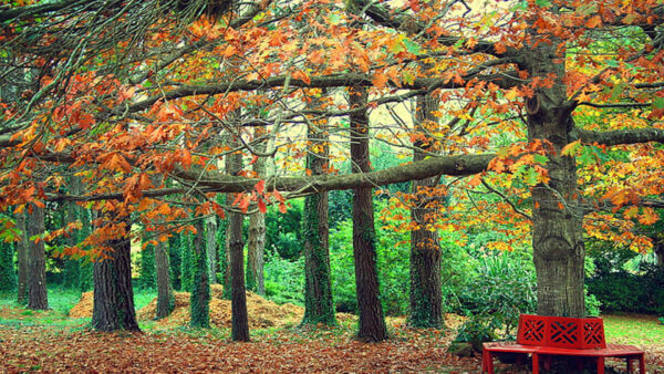 Wallpaper Bushes, Park, Bench, Green, Trees, Yellow, Autumn, Metal, Red, Leaves