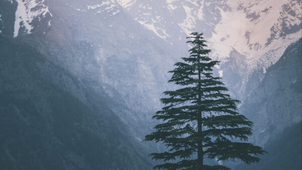 Wallpaper Mountains, Tree, Closeup, Snow, Mobile, Desktop, Background, Spruce, Capped, Branches, View, Nature