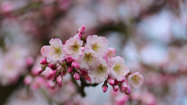 Wallpaper Sakura, Blossom, Tree, Branches, Blur, Mobile, Flower, Background, Pink, Flowers, Light, Desktop