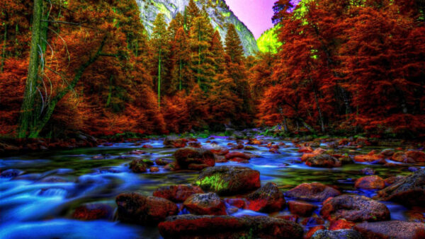 Wallpaper Stream, During, Trees, River, Stones, Autumn, Nighttime, Red, Fall, Yellow, Water