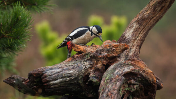 Wallpaper Woodpecker, Background, Birds, Tree, Bird, Trunk, Black, Blur, White, Standing, Red