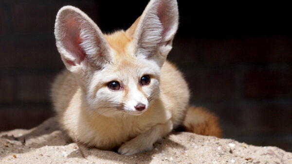 Wallpaper Sitting, Background, Sand, Dark, Beach, Fox, Fennec