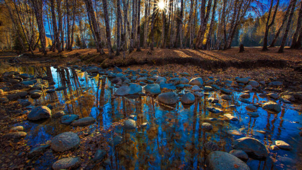 Wallpaper Under, Desktop, Trees, Nature, Passing, Through, Blue, Reflection, Sky, Sun