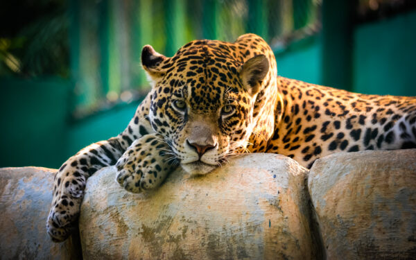 Wallpaper Jaguar, Mexico