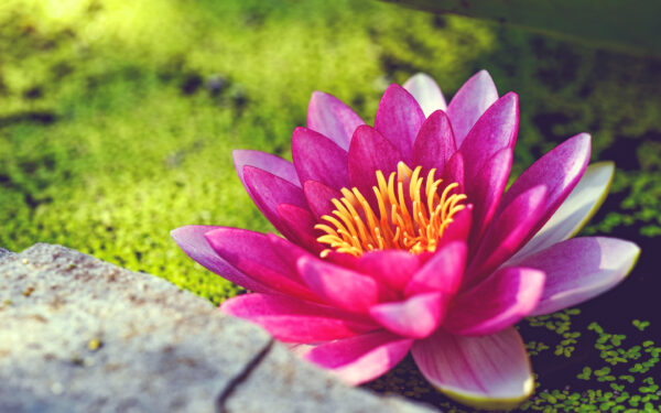 Wallpaper Lily, Water, Flower, Pink