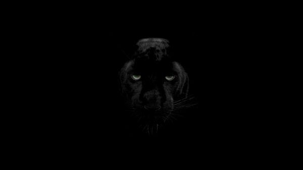 Wallpaper Black, Panther