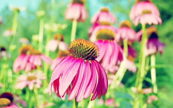 Wallpaper Coneflower, Purple