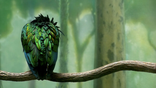 Wallpaper Bird, Colored, Green