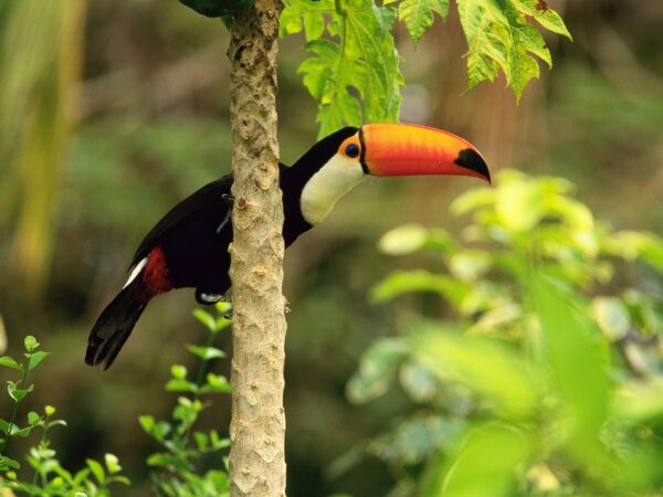 Wallpaper Toucan, Forest, Tropical, Toco