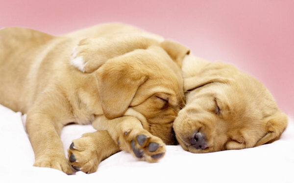 Wallpaper Canine, Cuddles