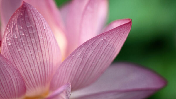 Wallpaper Pink, 1080p, Flower