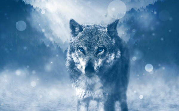 Wallpaper Winter, Wolf