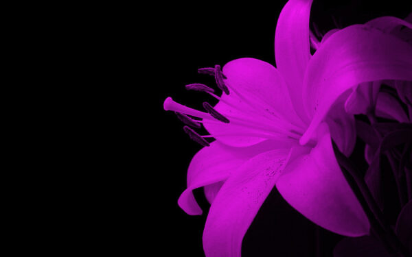 Wallpaper Background, Flower, Download, 1680×1050, Wallpaper, Pc, Abstract, Spectacualr, Desktop, Cool, Images, Free