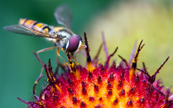 Wallpaper Macro, Pollination, Sunflower, Hoverfly