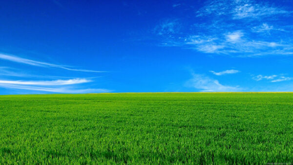 Wallpaper Sky, Green, Grass, Nature, Desktop, Under, Blue