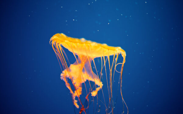 Wallpaper Jellyfish, Aquarium, National