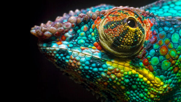 Wallpaper Cool, Pc, Images, Desktop, Chameleon, Animals, 4k, Backgournd, Wallpapers