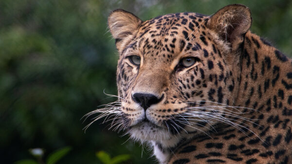 Wallpaper Cool, Desktop, 4k, Dual, Animals, Leopard, Free, Monitor, Animal, Pc, Images, Background, Download, Wallpaper