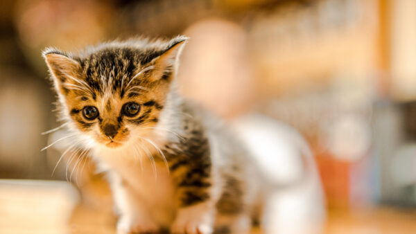 Wallpaper Blur, Background, White, Cat, Desktop, Kitten, Black, Cute