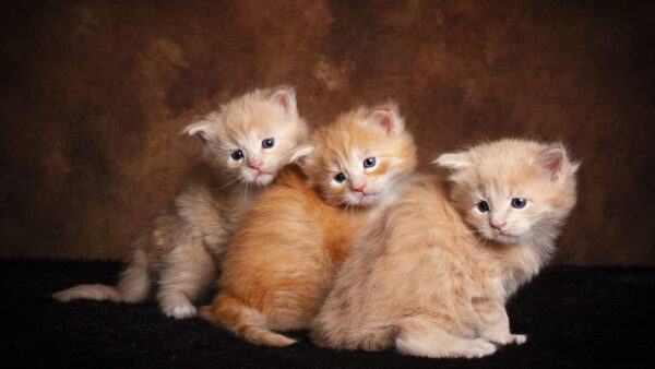 Wallpaper Cute, Kitten, Background, Brown, Are, Desktop, Floor, Cats, Sitting