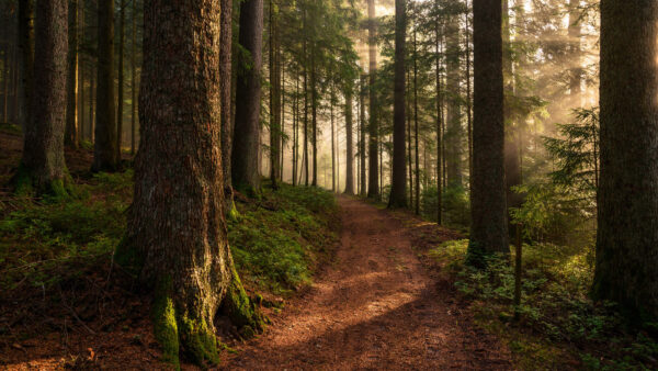 Wallpaper Forest, Mobile, Trees, Long, Nature, And, Pathway, Sunbeam, Desktop, Between