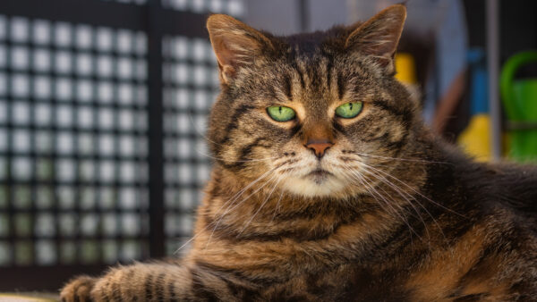Wallpaper Mobile, Desktop, Animal, Cat, Animals