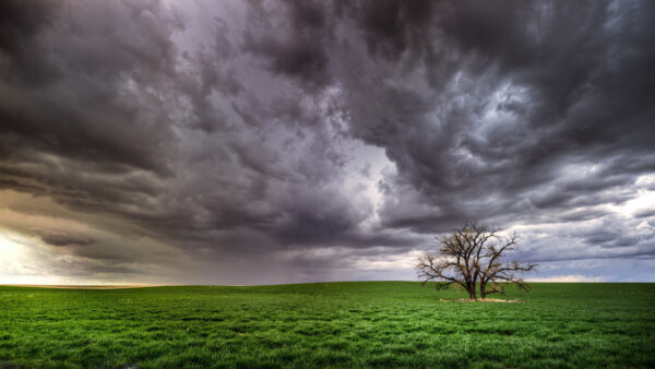 Wallpaper 1920×1080, Wallpaper, Field, Images, Landscape, Clouds, Nature, Cool, Free, Desktop, Download, Tree, Pc, Background