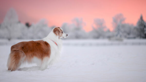 Wallpaper Dog, Snow