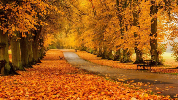 Wallpaper Trees, Pathway, Yellow, With, Nature, Between, Concrete, Leaves, Desktop, Gray