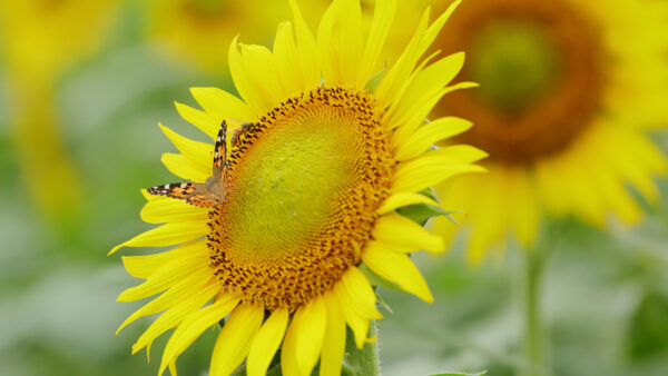 Wallpaper Honey, Bee, Bufferfly, Yellow, Flowers, Desktop, Sunflower