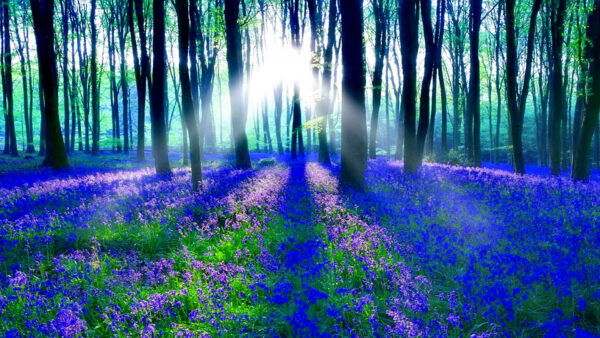 Wallpaper With, Desktop, During, And, Forest, Flowers, Bluebell, Trees, Morning, Sunbeam, Mobile