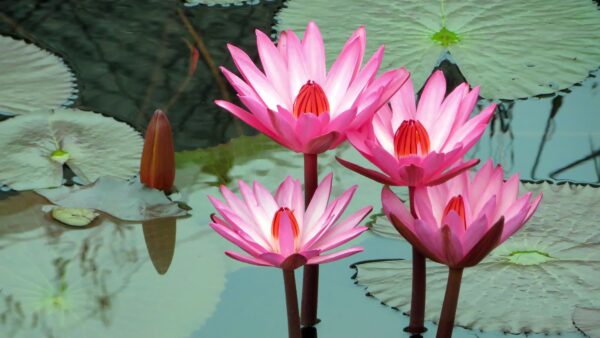 Wallpaper Leaves, Desktop, Flowers, Pink, With, Mobile, Lily, Lotus, Water