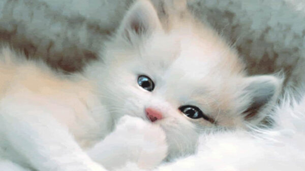 Wallpaper Kitten, Bed, White, Cat, Cute, Lying, Desktop