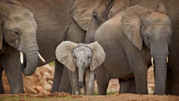 Wallpaper Mobile, Elephants, Animals, Desktop