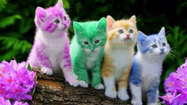 Wallpaper Kittens, Cats, Tree, Desktop, Cute, Colorful, Trunk