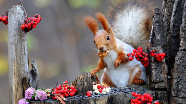 Wallpaper Red, Squirrel, With, Desktop, Brown, Eurasian, White, And