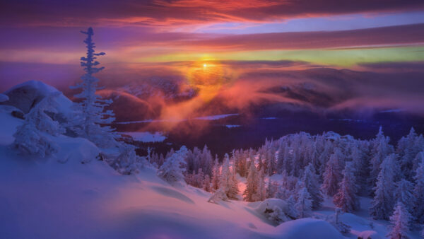Wallpaper Under, Fir, Nature, Sky, Sunset, Light, Desktop, Covered, During, Tree, Snow, Orange