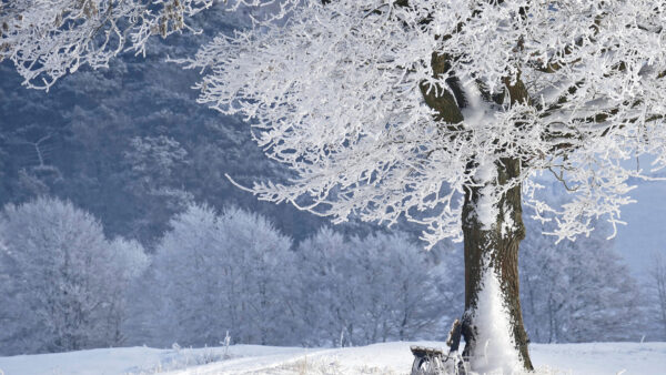 Wallpaper Nature, Park, During, Mobile, Winter, Bench, Trees, With, Desktop, Frost, Snow, And, Covered