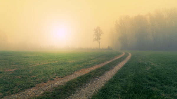 Wallpaper During, Sunrise, And, Green, Grass, Desktop, Between, Mobile, Nature, Pathway, Fog