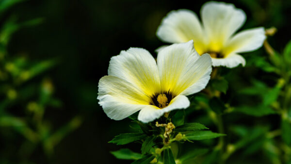 Wallpaper Leaves, Yellow, White, With, Desktop, Flowers