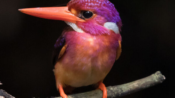 Wallpaper Bird, Purple, Tree, Birds, Orange, Kingfisher, Desktop, Branch, Light