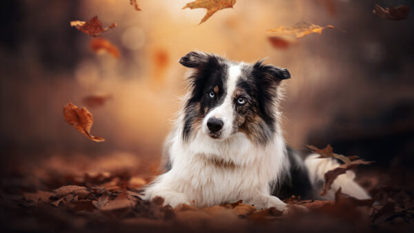 Wallpaper Mobile, Dog, Border, Background, Sitting, Dry, Leaves, Desktop, Blur, Collie