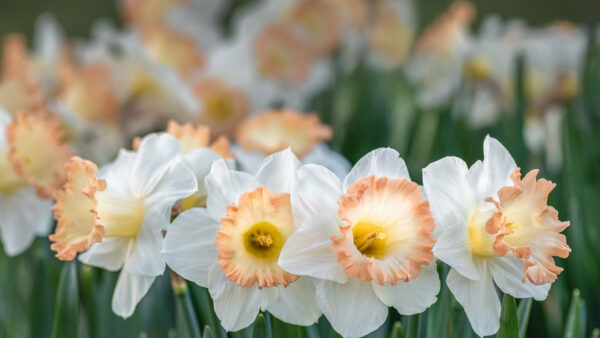 Wallpaper White, Background, Blur, Flowers, Daffodil