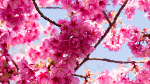 Wallpaper Branches, Sky, Desktop, Background, Mobile, Tree, Sakura, Pink, Flowers