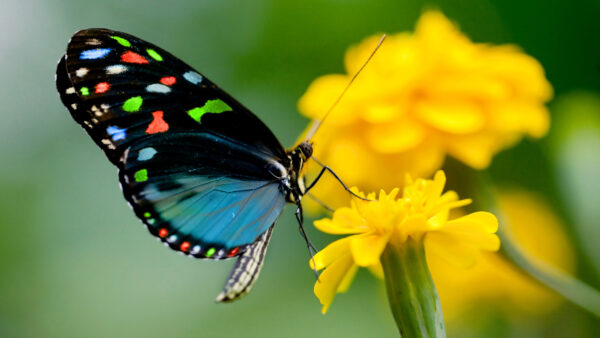 Wallpaper Yellow, Colorful, Butterfly, Background, Flower, Blur, Green