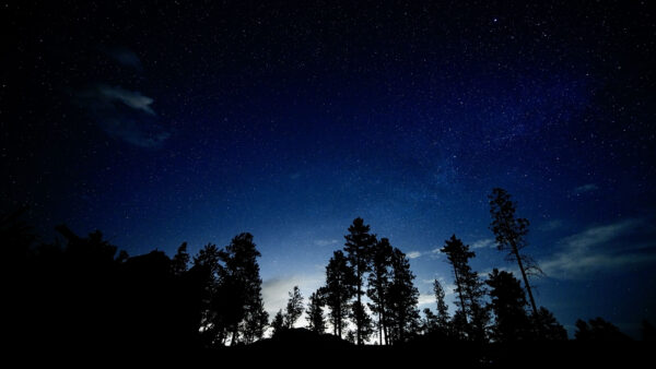 Wallpaper Desktop, Sky, Starry, Blue, Mobile, Background, Silhouettes, Nature, Forest, Under, Trees