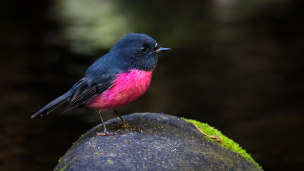 Wallpaper Stone, Birds, Pink, Bird, Black, Rock, Blur, Standing, Background