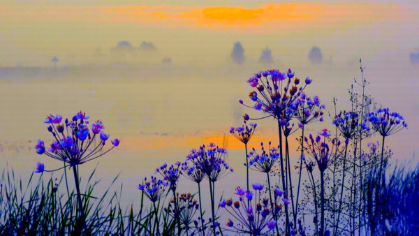 Wallpaper Morning, Blue, Background, Beautiful, Mist, Wild, The, Flowers