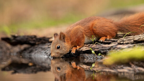 Wallpaper Water, Reflection, With, Drinking, Squirrel, Brown, Fur